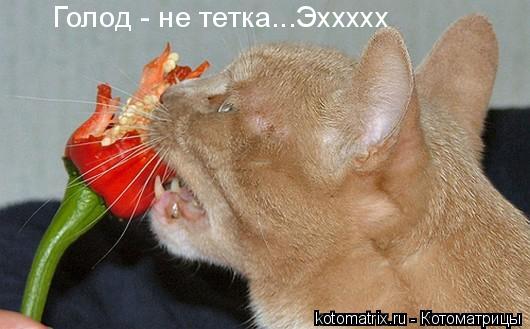 Котоматрица: 