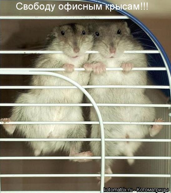 Котоматрица: 