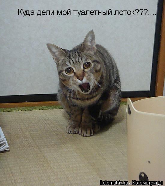 Котоматрица: 