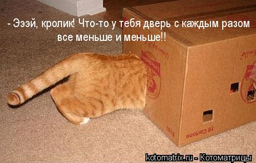 Котоматрица: 