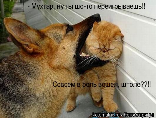 Котоматрица: 
