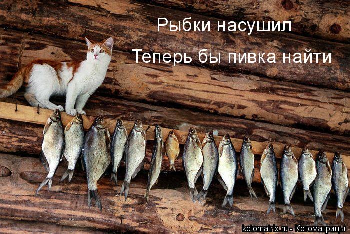 Котоматрица: 