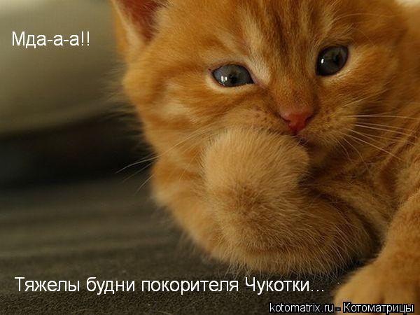 Котоматрица: 