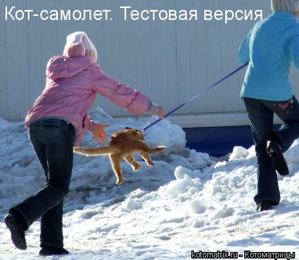 ... Котоматрица: