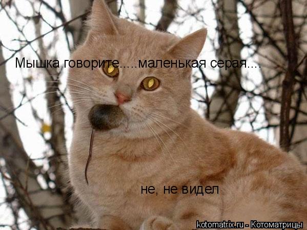 Котоматрица: 