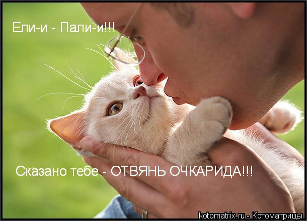 Котоматрица: 