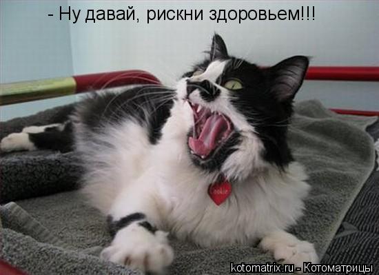 ... Котоматрица: