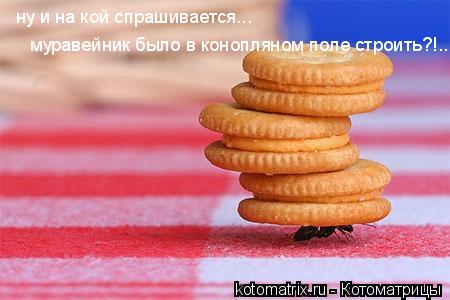 Котоматрица: 