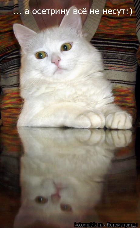 Котоматрица: 