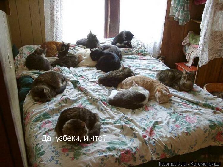 ... Котоматрица: