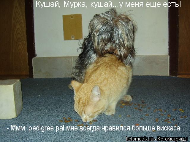 ... Котоматрица: