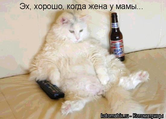 Котоматрица: 