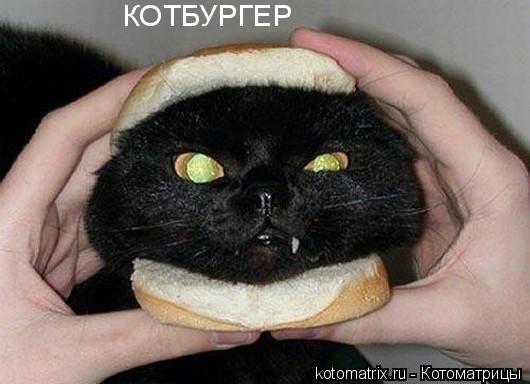 Котоматрица: 