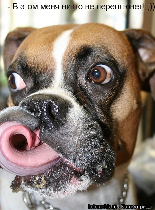 Котоматрица: 