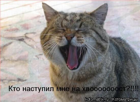 ... Котоматрица: