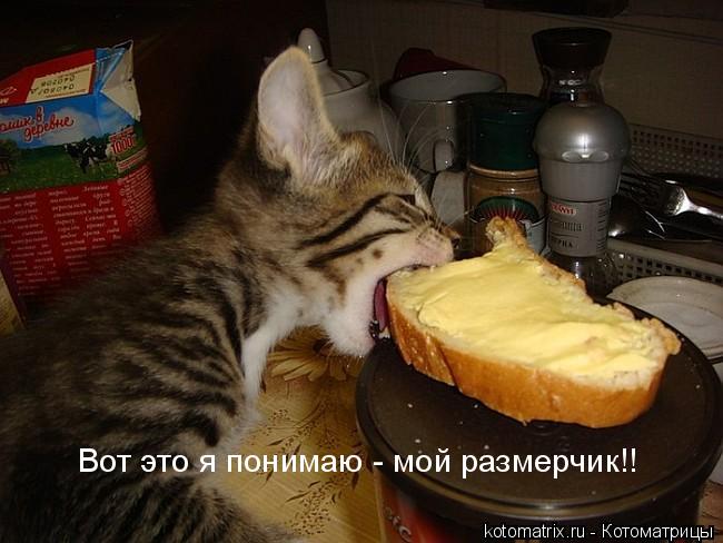 Котоматрица: 