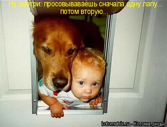 Котоматрица: 