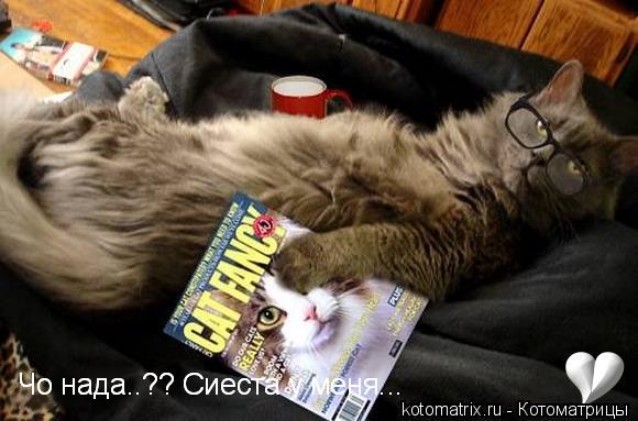 Котоматрица: 