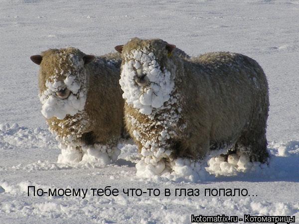 Котоматрица: 