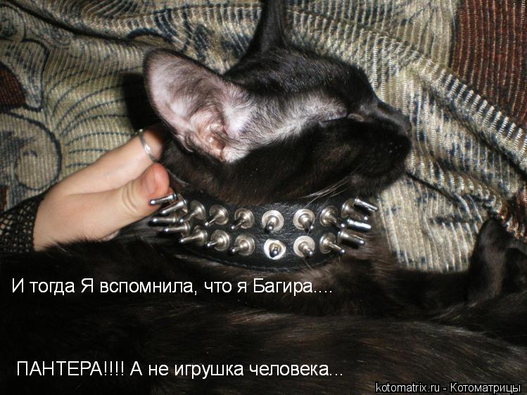 Котоматрица: 