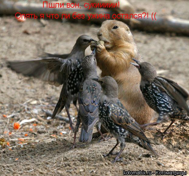 Котоматрица: 