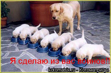 Котоматрица: 