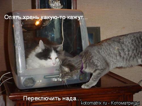 Котоматрица: 