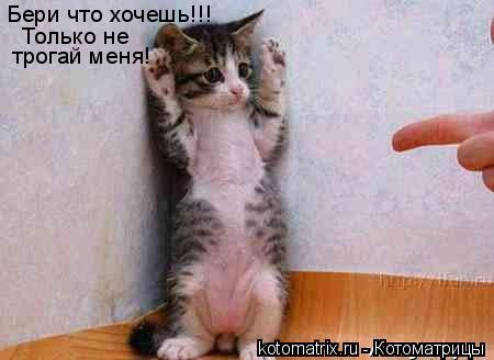 Котоматрица: 