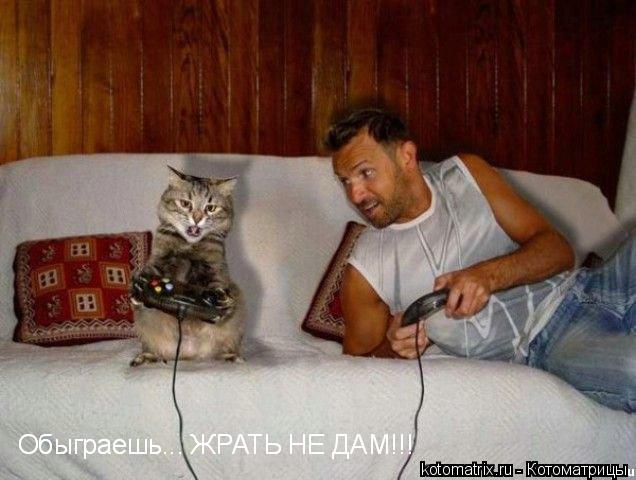 Котоматрица: 