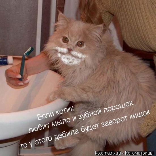... Котоматрица: