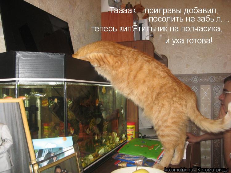 ... Котоматрица: