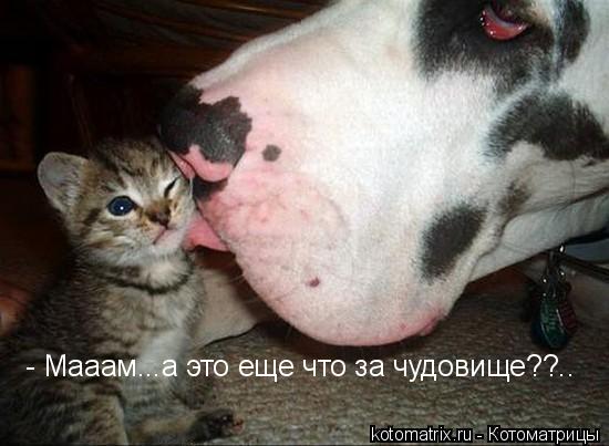 ... Котоматрица: