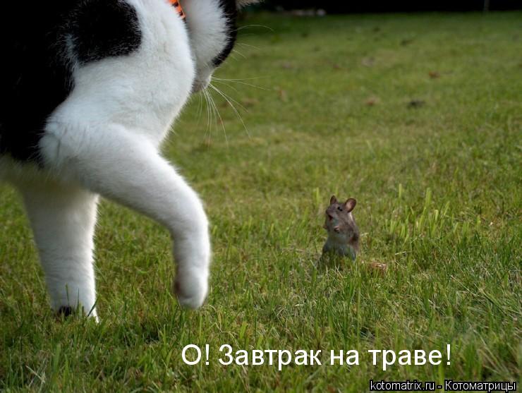 ... Котоматрица: