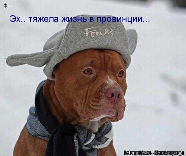 ... Котоматрица: