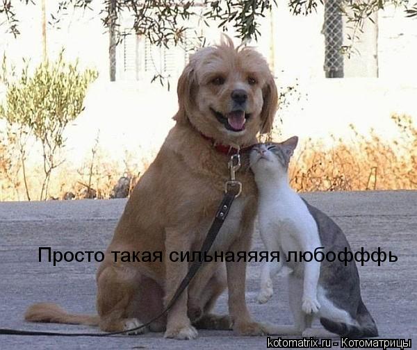 ... Котоматрица: