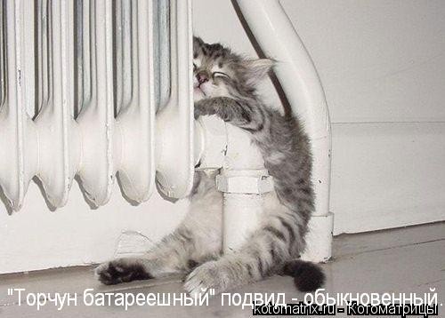 Котоматрица: 