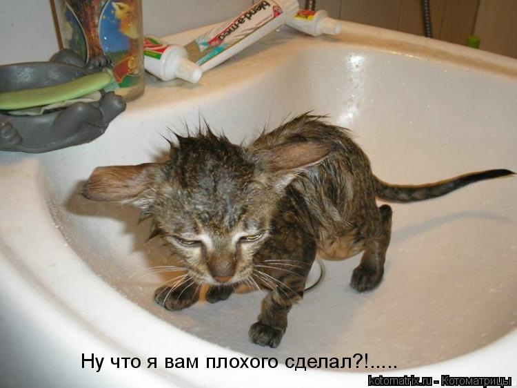 ... Котоматрица: