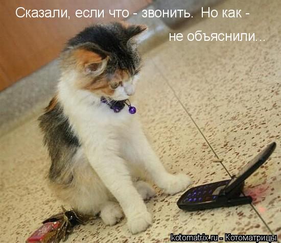 Котоматрица: 