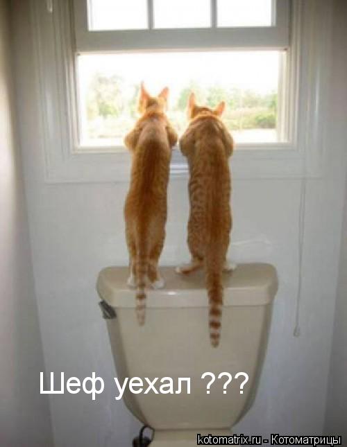 Котоматрица: 