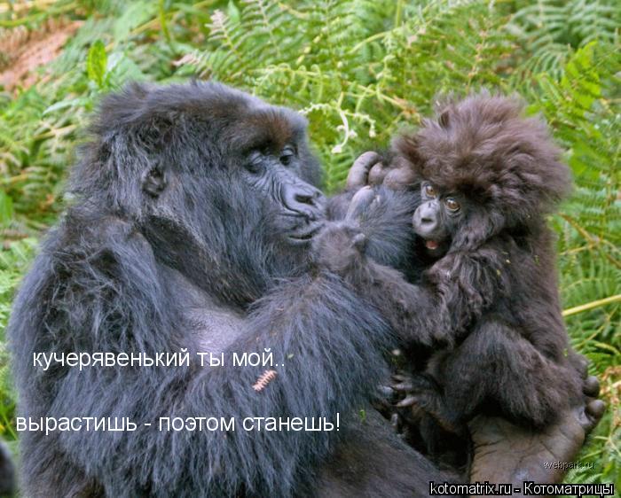 Котоматрица: 