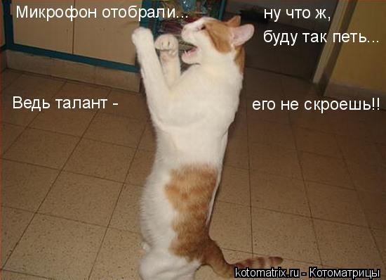 ... Котоматрица: