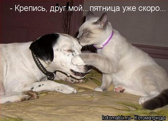 ... Котоматрица: