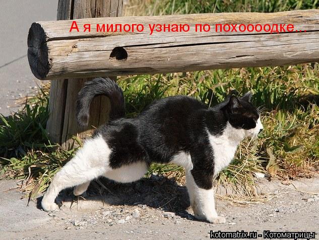 Котоматрица: 