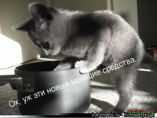 ... Котоматрица: