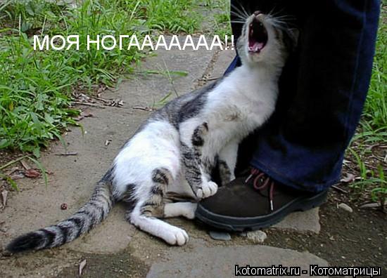 Котоматрица: 