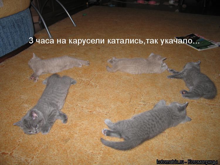 Котоматрица: 