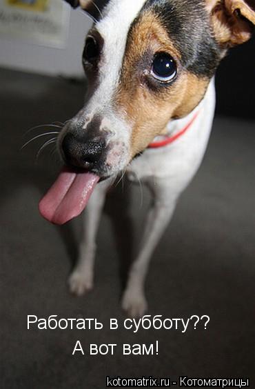 ... Котоматрица: