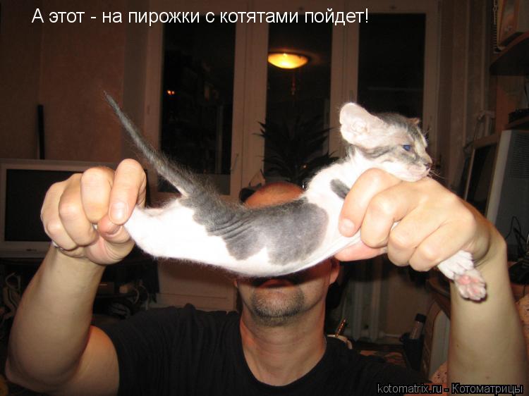 ... Котоматрица: