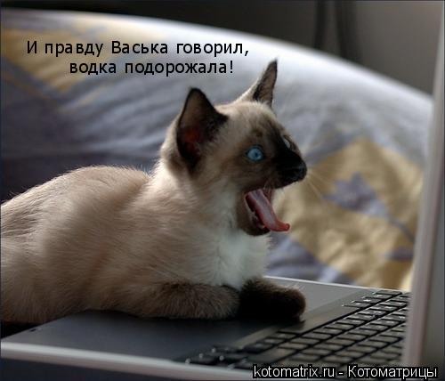 ... Котоматрица: