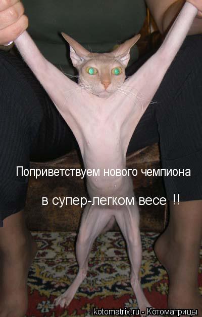 Котоматрица: 